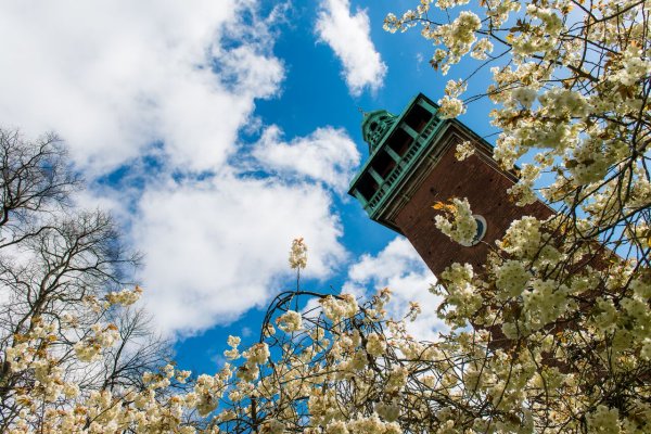 Carillon Tower with blossom